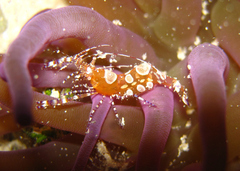 Periclimenes yucatanicus