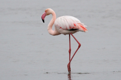 Phoenicopterus roseus