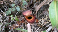 Nepenthes villosa
