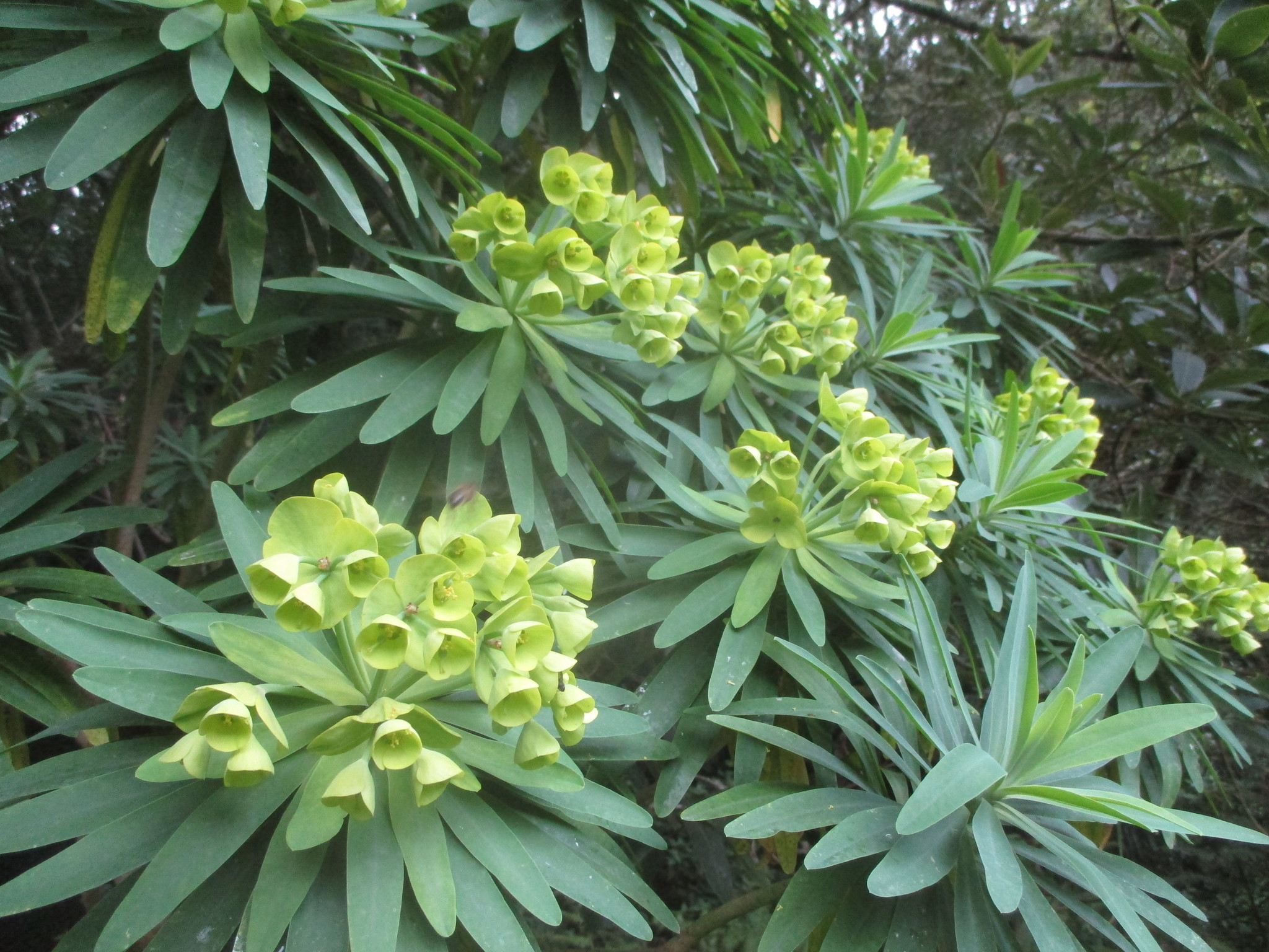 Euphorbia bourgaeana