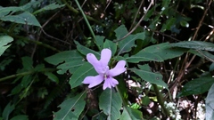 Impatiens kinabaluensis
