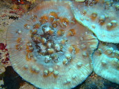 Mycedium elephantotus