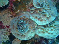 Mycedium elephantotus