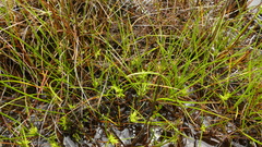Carex carsei