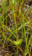 Carex carsei