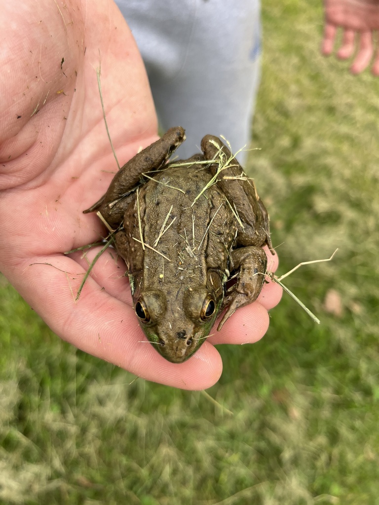 Green Frog from Twin Springs Rd, Nickelsville, VA, US on April 17, 2024