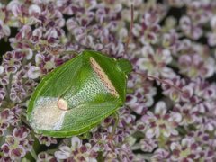 Ocirrhoe unimaculata