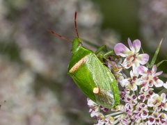 Ocirrhoe unimaculata