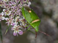 Ocirrhoe unimaculata
