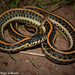Plains Garter Snake - Photo (c) Beren Erkan (herper/photographer), some rights reserved (CC BY-NC), uploaded by Beren Erkan (herper/photographer)
