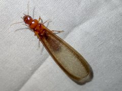 Kalotermitidae