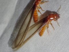 Kalotermitidae