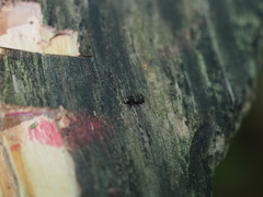 Ulorhinus bilineatus