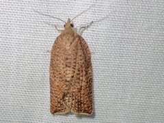 Meritastis