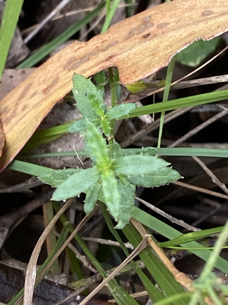 Common Raspwort from Namadgi National Park, Cotter River, ACT, AU on ...