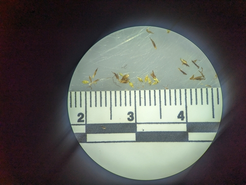 Rhynchospora filifolia, 2024-06-12
