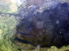 Gymnothorax funebris
