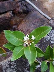 Mascarenhasia