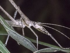 Zaprochilus australis