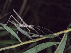 Zaprochilus australis