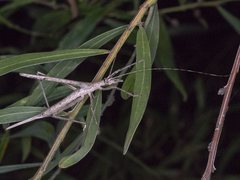 Zaprochilus australis