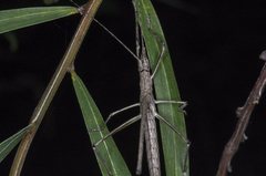 Zaprochilus australis