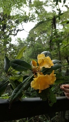 Rhododendron lowii