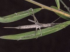 Zaprochilus australis