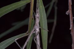 Zaprochilus australis