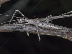 Zaprochilus australis