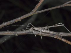 Zaprochilus australis