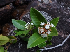 Mascarenhasia