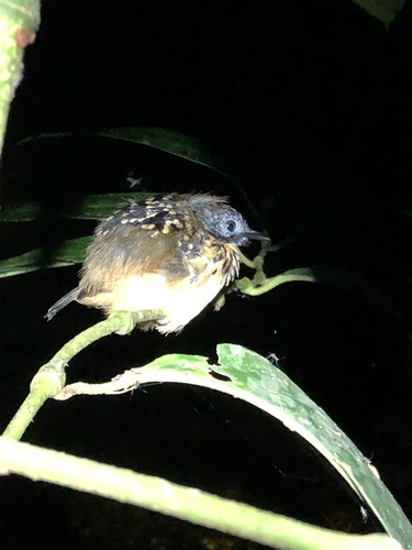 Spot-backed Antbird (Hylophylax naevius), photo 9