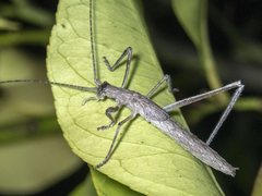 Zaprochilus australis