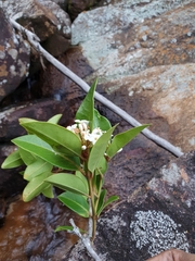 Mascarenhasia
