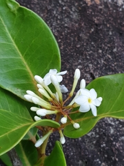 Mascarenhasia