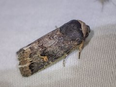 Proteuxoa cinereicollis