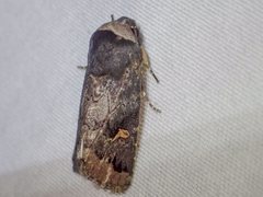 Proteuxoa cinereicollis