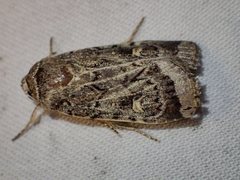 Proteuxoa oxygona