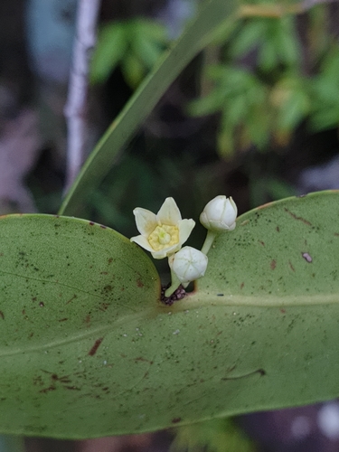 Polycardia lateralis