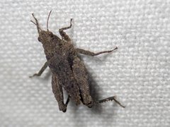 Tetrix irrupta accola