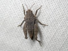 Tetrix irrupta accola