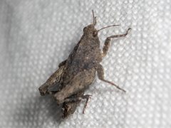 Tetrix irrupta accola