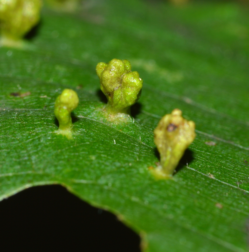 Phytoptus abnormis