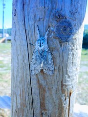 Cerura