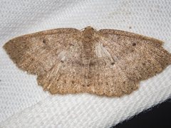 Casbia melanops