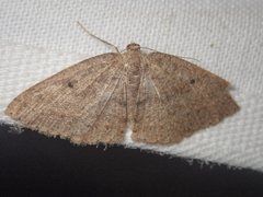 Casbia melanops