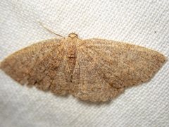 Casbia melanops