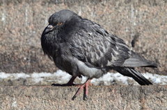 Columba livia domestica