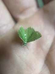 Argyrocosma consobrina